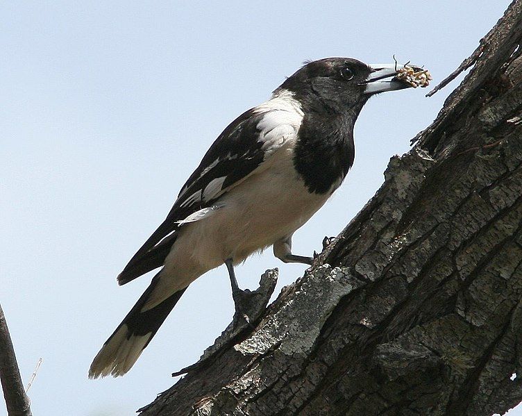 File:Pied Butcherbird.jpg