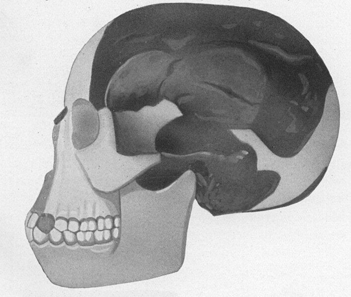 File:Piltdown man.jpg