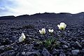 Svalbard Poppy