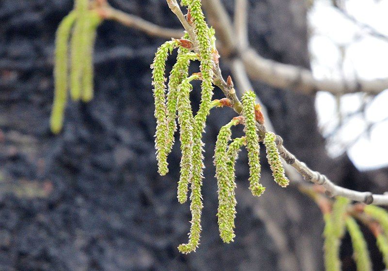 File:Populus tomentosa 113964066.jpg