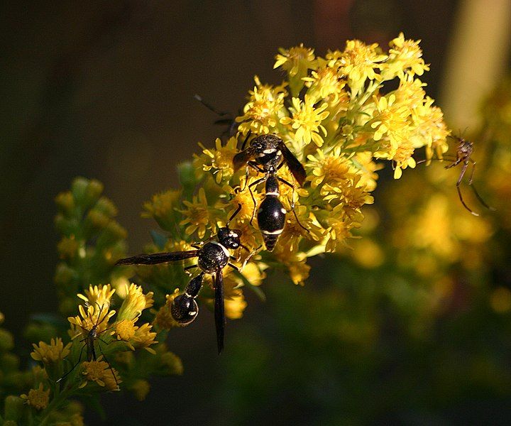 File:Potter wasp 4932.jpg