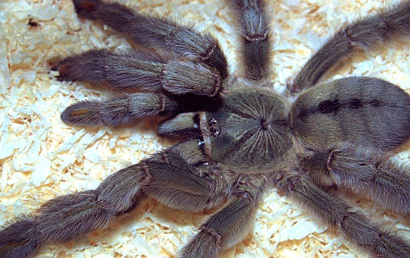 File:Psalmopoeus cambridgei 1.jpg