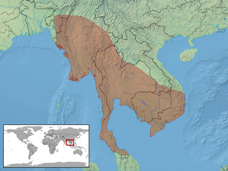 File:Ptychozoon lionotum distribution.png