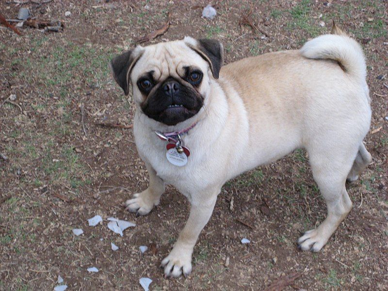 File:Pug Vanessa fawn.jpg