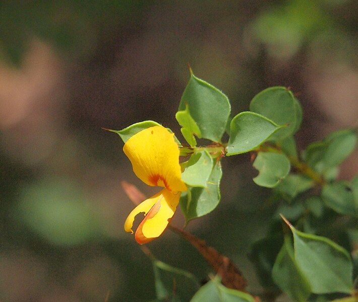 File:Pultenaea spinosa flower.jpg