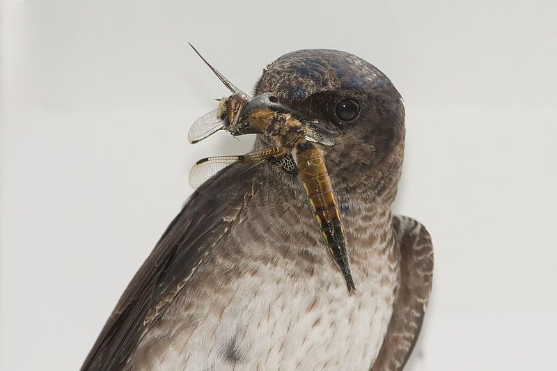 File:Purple martin 7166.jpg