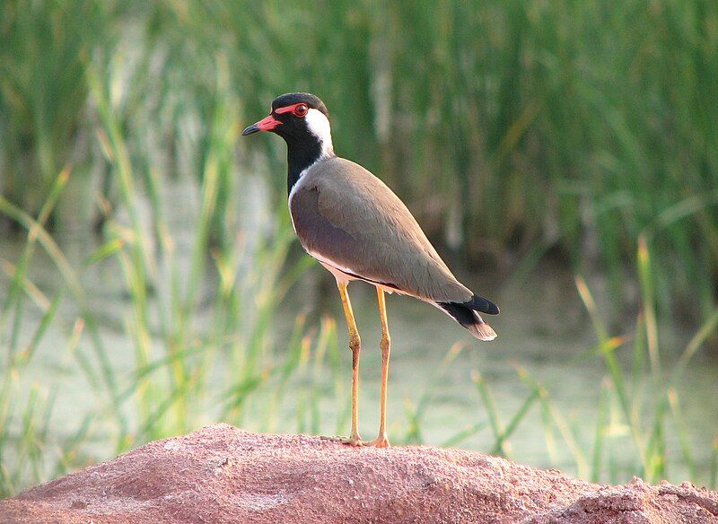 File:Red-wattled Lapwing.jpg