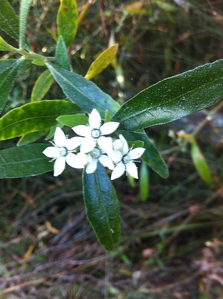 File:Rhadinothamnus anceps flowers.jpg