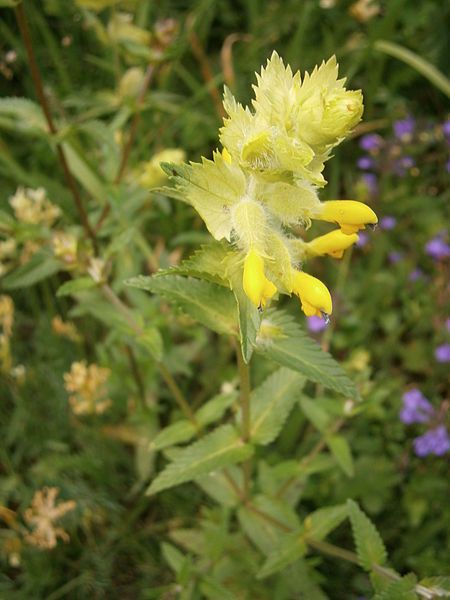 File:Rhinanthus alectorolophus02.jpg