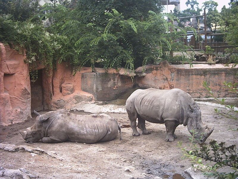 File:Rhinos.jpg