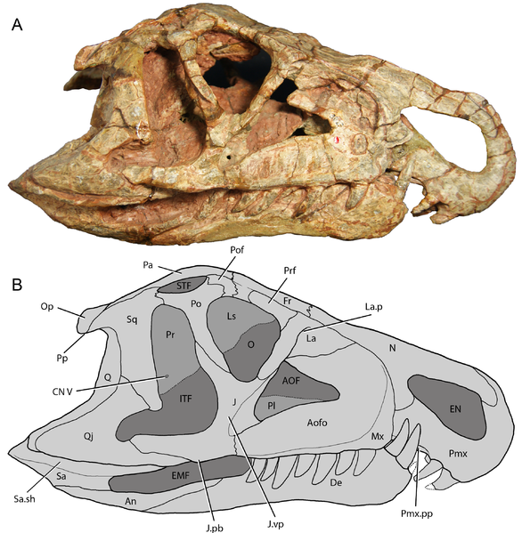 File:Riojasuchus.png