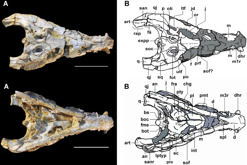 File:Sahitysuchus.png