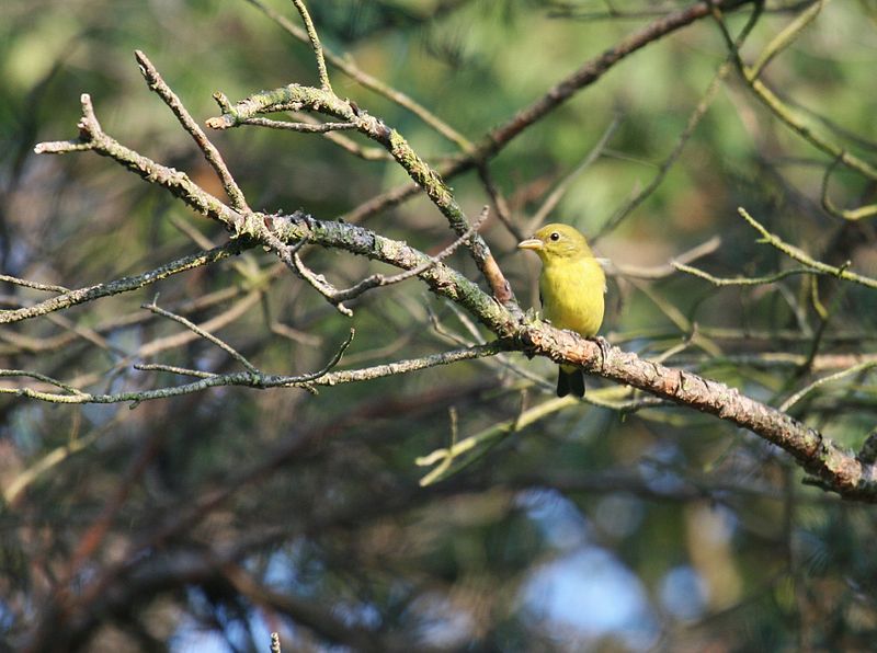 File:Scarlet Tanager.jpg