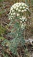 a kind of moon carrot, Seseli gummiferum