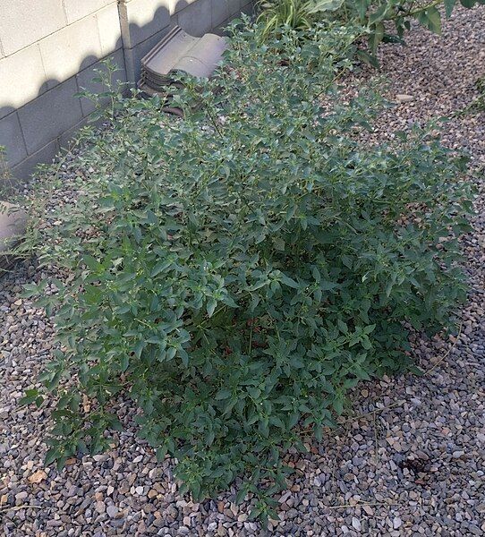 File:Solanum nigrum habit.jpg