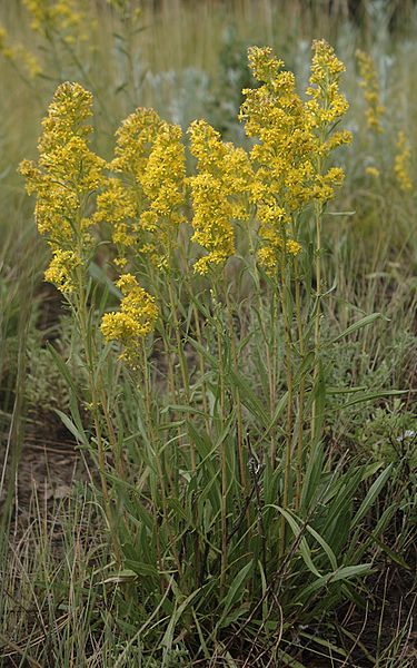 File:Solidago simplex simplex1.jpg