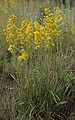 Narrow goldenrod, ditto