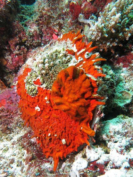 File:Spondylus squamosus.JPG