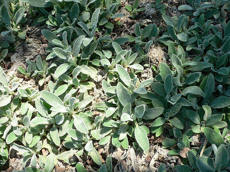 File:Stachys byzantina 2.jpg