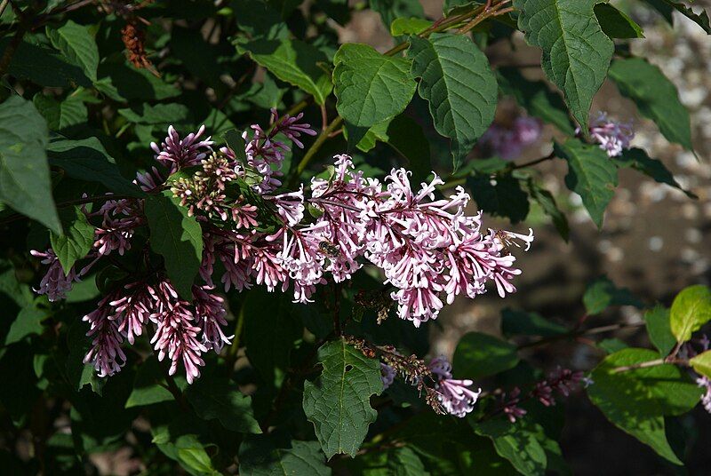 File:Syringa josiflexa A.jpg