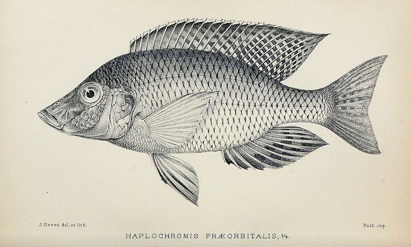 File:Taeniolethrinops praeorbitalis.jpg