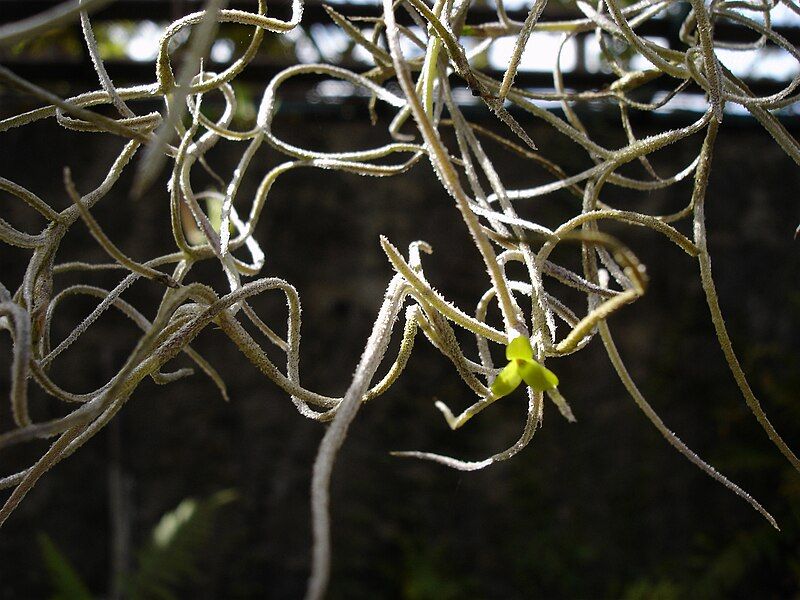 File:Tillandsia-usneoides-Mascarin.jpg