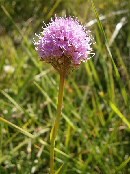 File:Traunsteinera globosa 02.JPG