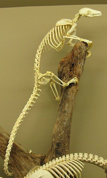 File:Tree pangolin skeleton.jpg