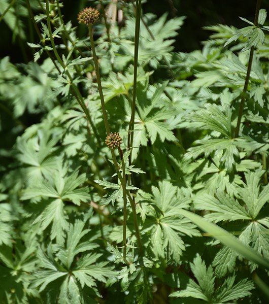 File:Trollius yunnanensis 02.jpg