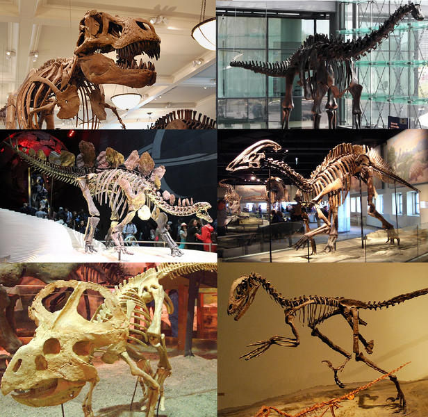 File:Various dinosaurs.png