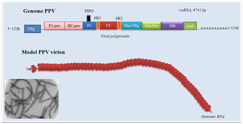 File:Viruses-04-02853-g002.png