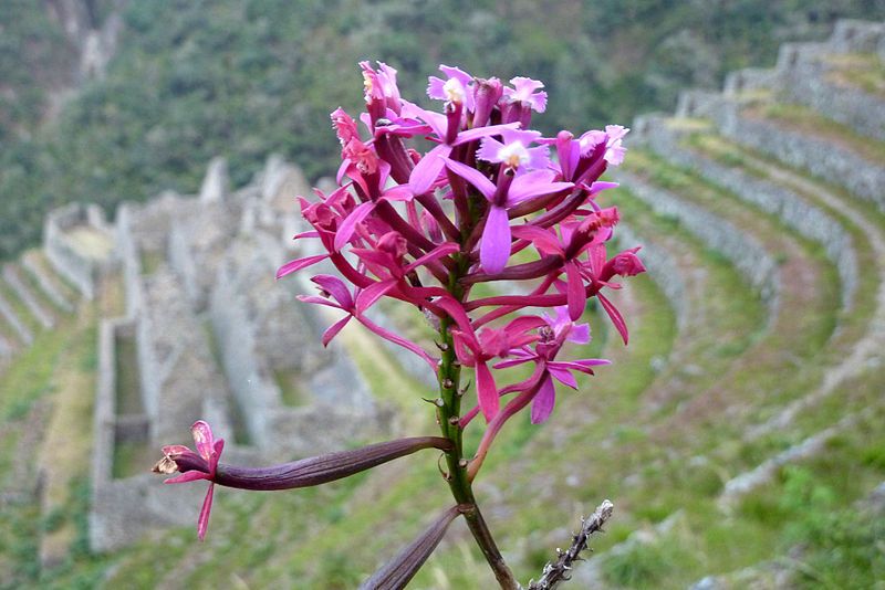 File:Winaywayna orchid.JPG