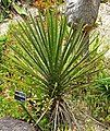 Yucca periculosa