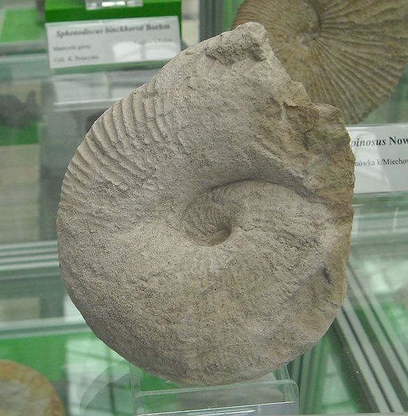 File:Acanthoscaphites tridens 02.JPG