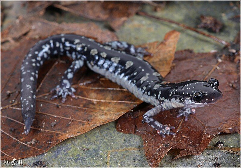 File:Adult Plethodon fourchensis.jpg