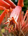 Aloe saponaria