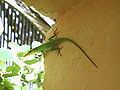 Anolis porcatus