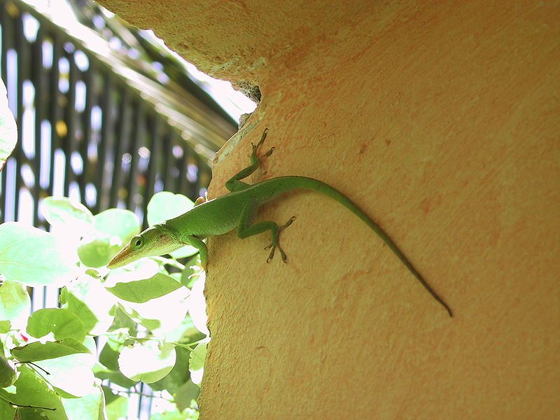 File:Anolis Kuba 20020326.JPG