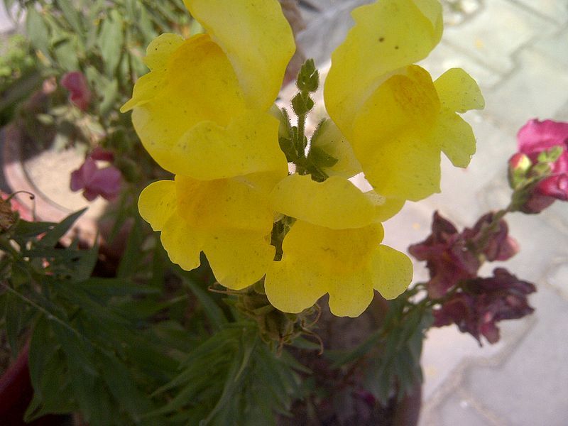 File:Antirrhinum-3.jpg