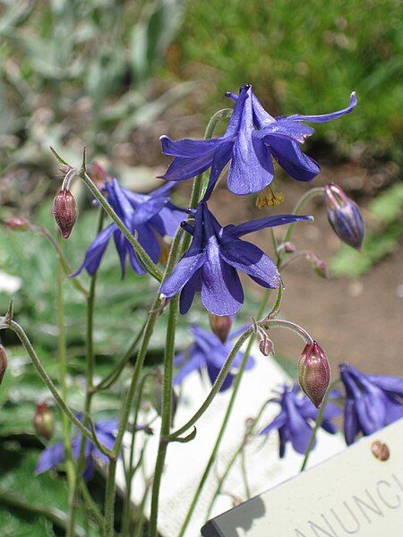 File:Aquilegia einseleana001.jpg