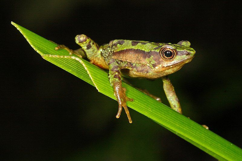 File:Atelopus palmatus 67424333.jpg