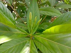 Flower buds