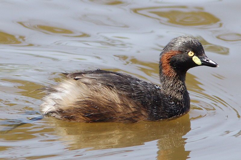 File:Australasian Grebe.jpg