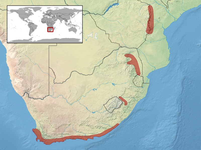 File:Bitis atropos distribution.png