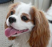 File description say King Charles Spaniel - but it is a Cavalier King Charles Spaniel FIXED