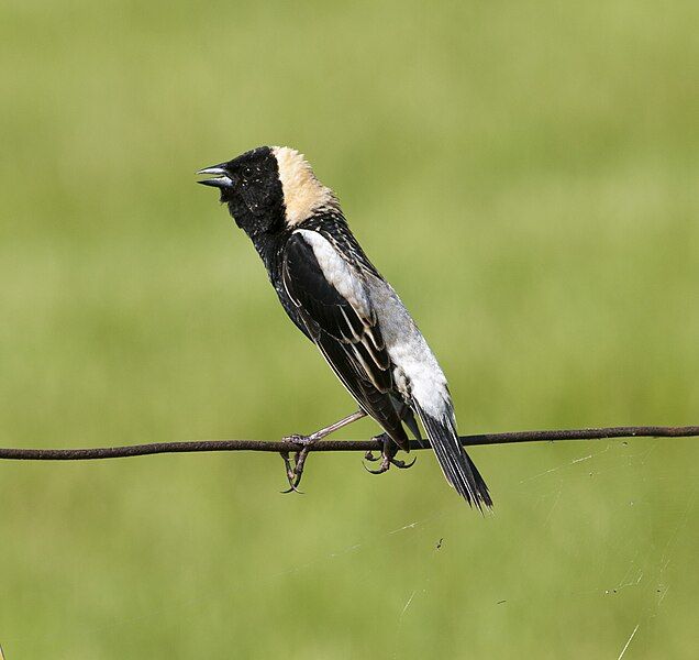 File:Bobolink (27239680521).jpg