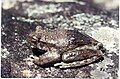 Image 11This frog changes its skin colour to control its temperature. (from Animal coloration)