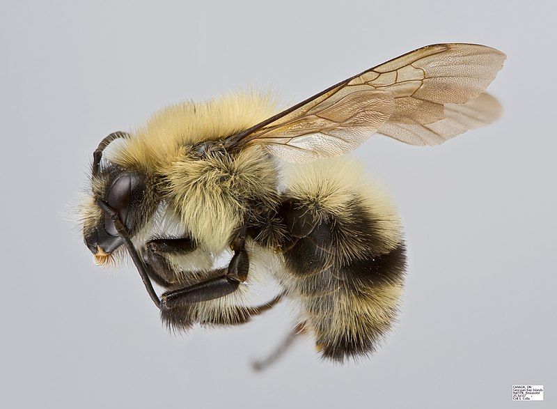 File:Bombus bimaculatus1.jpg