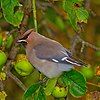 Bohemian Waxwing