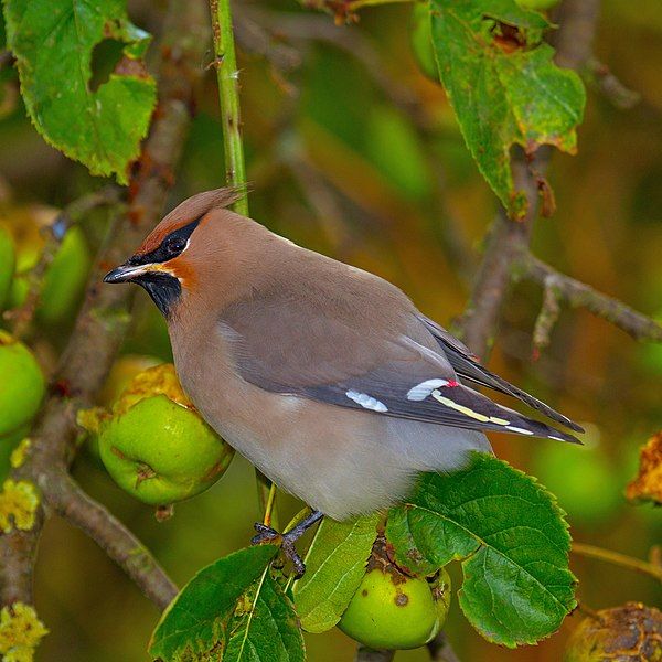 File:Bombycilla garrulusII.jpg